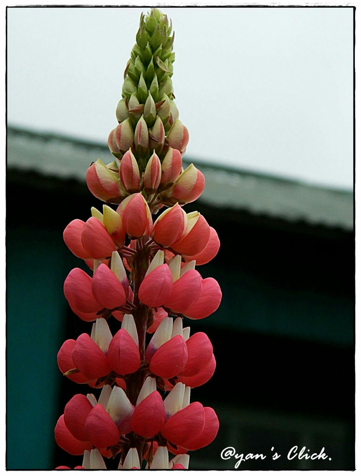 inflorescence