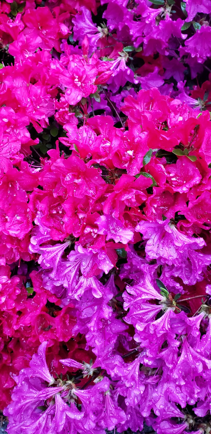 Rhododendrons