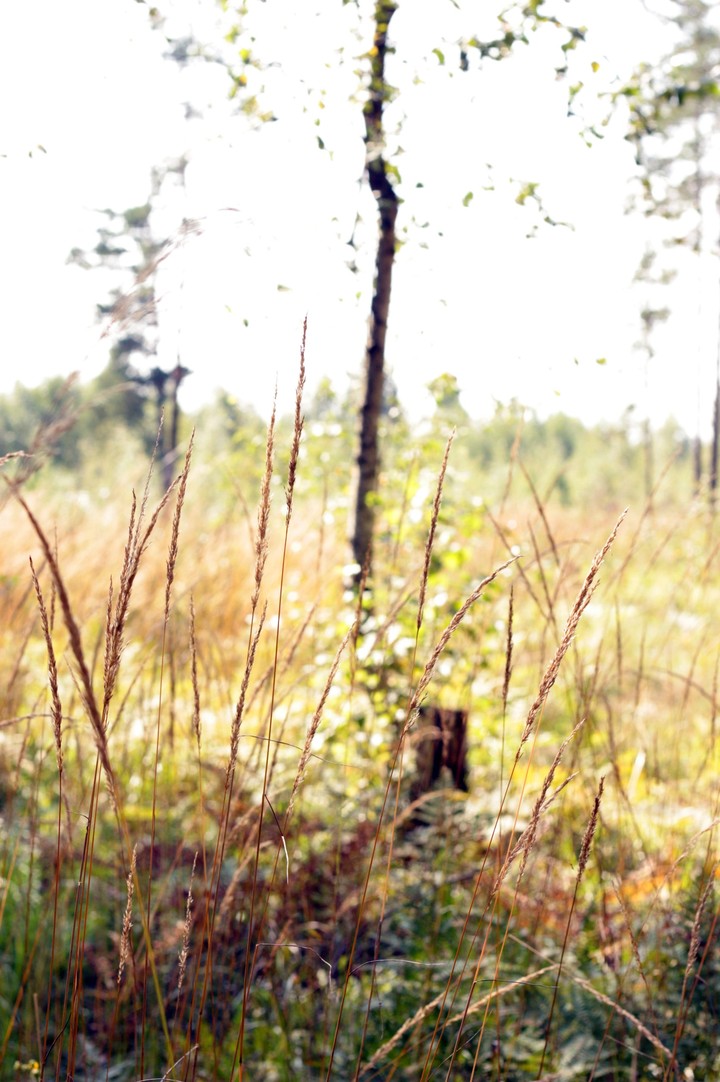 Field