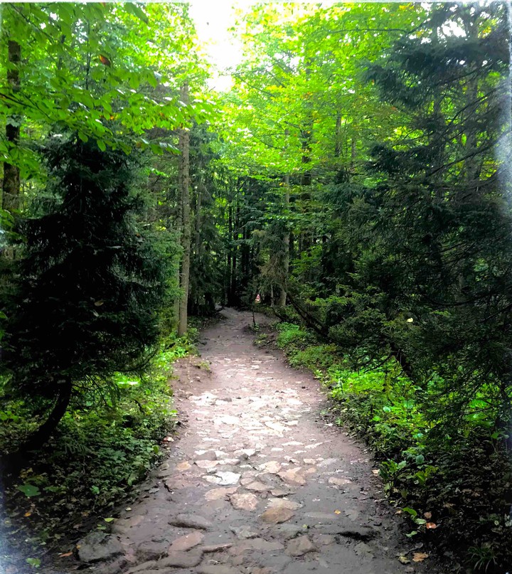 The Footpath Between Pine Trees.