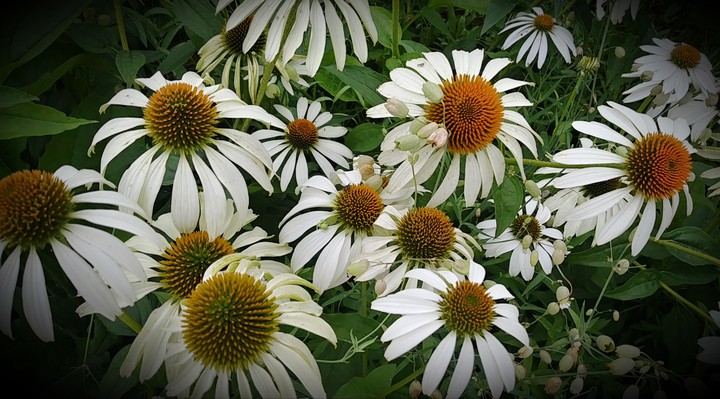 flowers