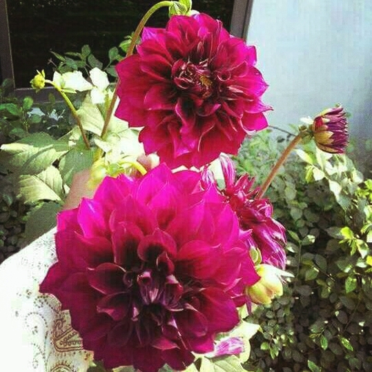 flowers
