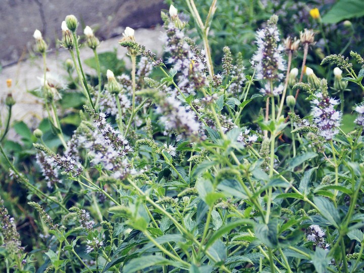 Flower