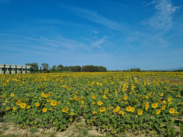 fiori