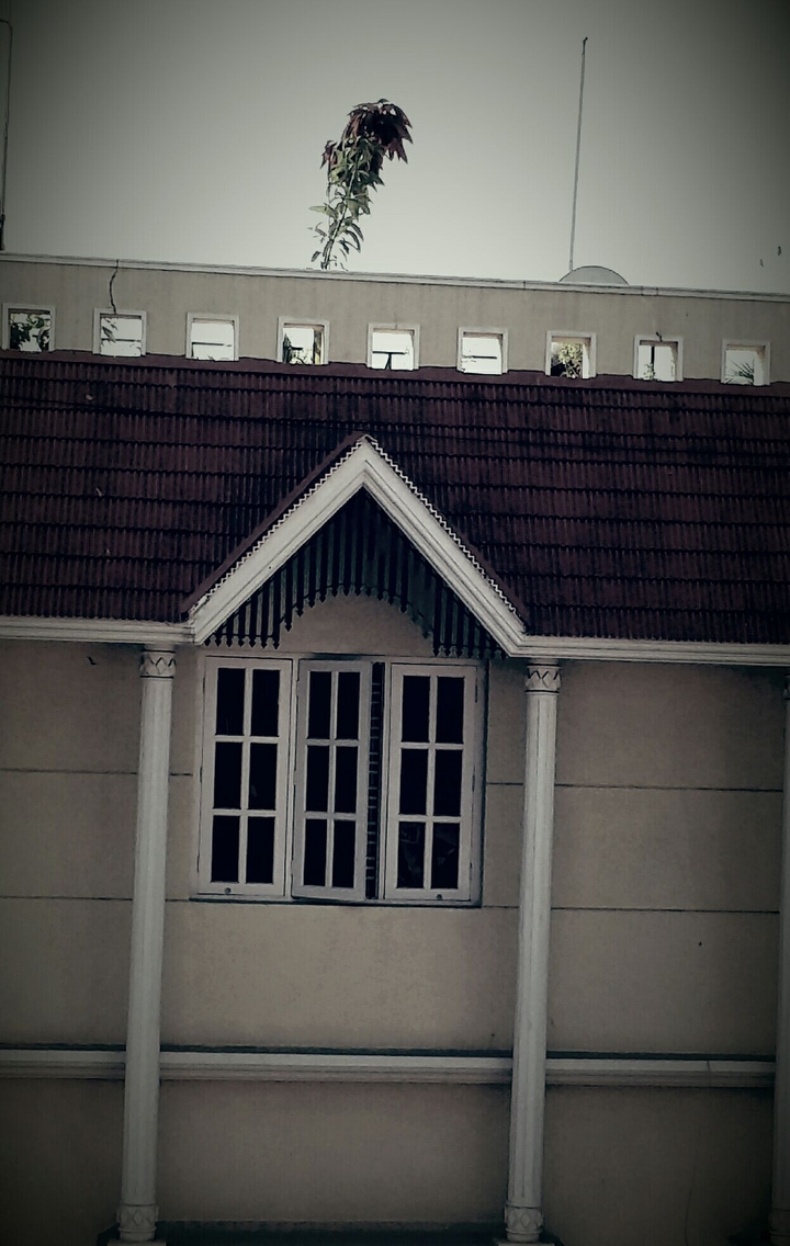 will I open my window or not ?