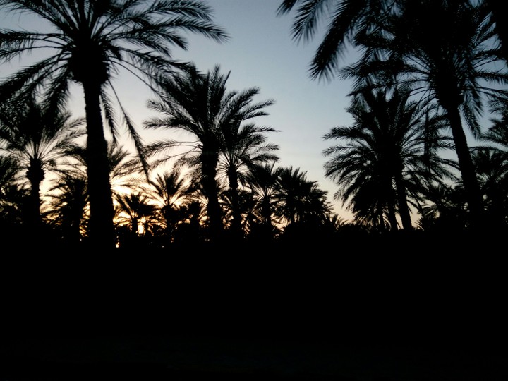 the beauty of the desert