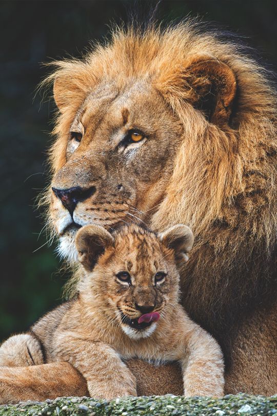 Lion with his cub