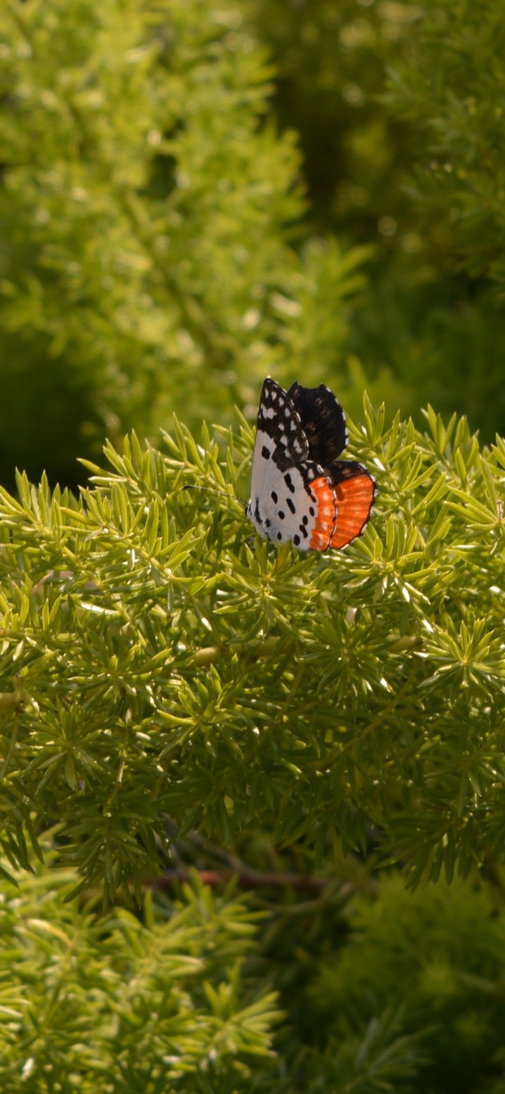 Nature