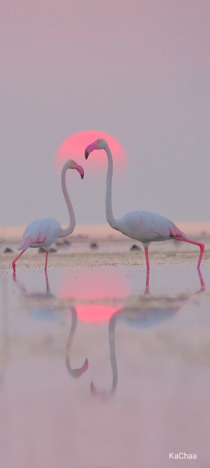 # Flamingo