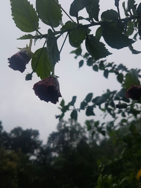 rainy season
