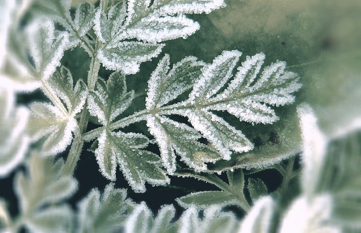 Frost