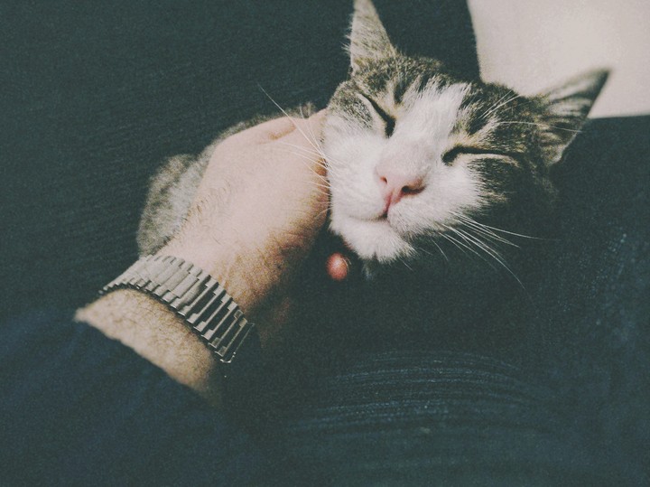 Gatto