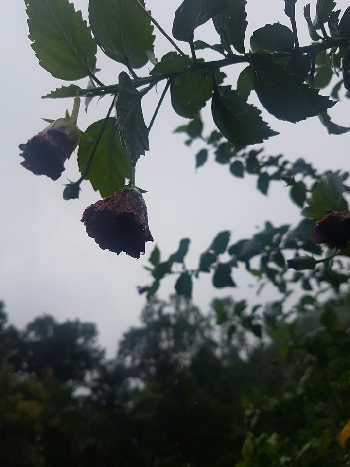 rainy season