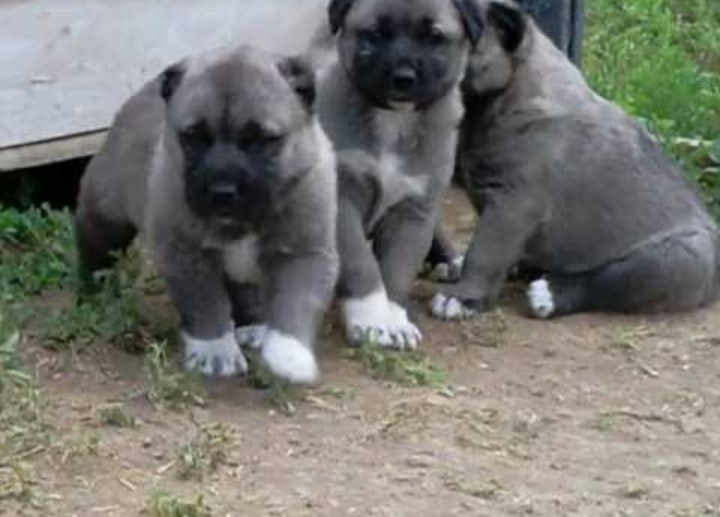 Kangal