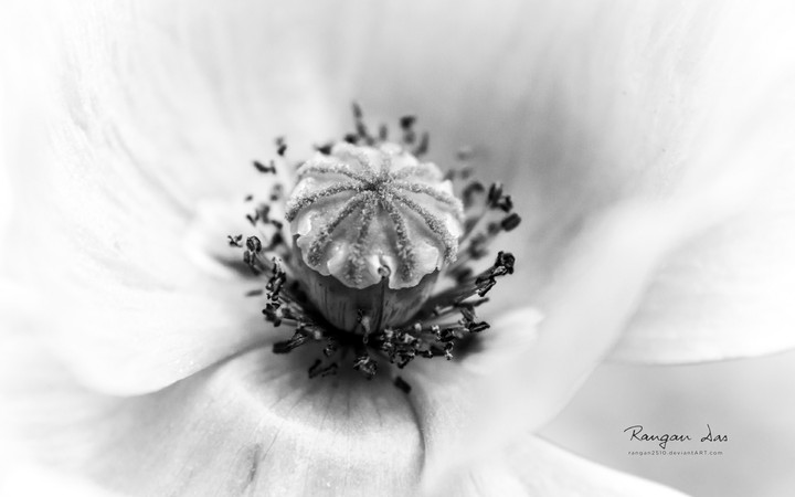 Flower - Macro black and white