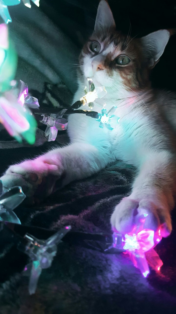 Christmas Cat
