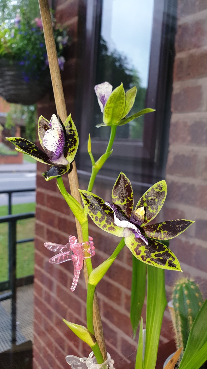 Three flowers
