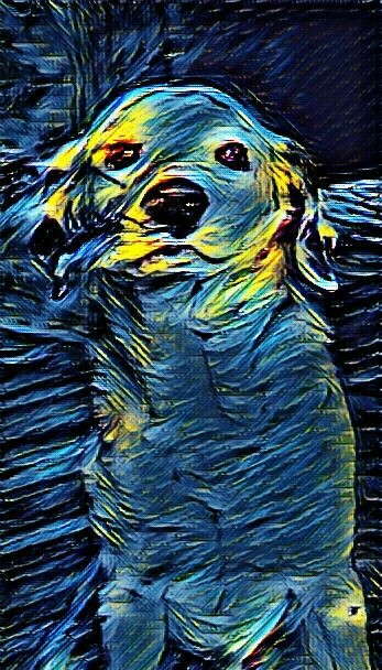 Dog