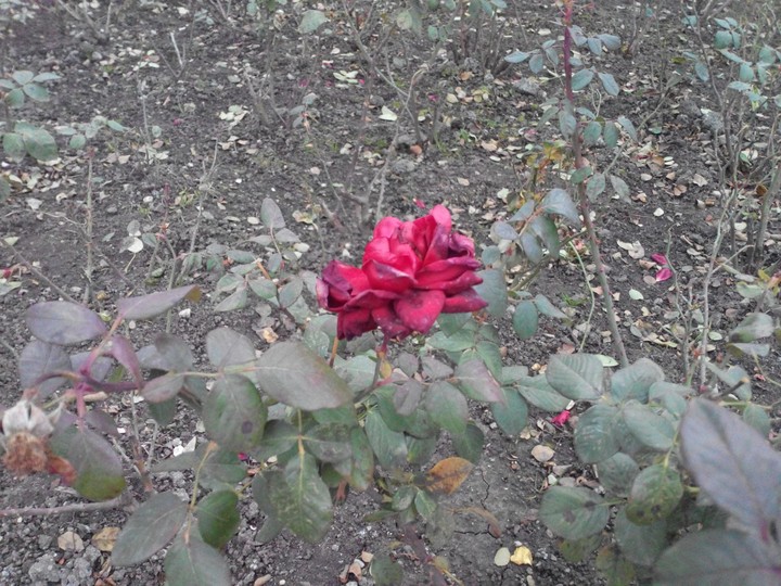 rose