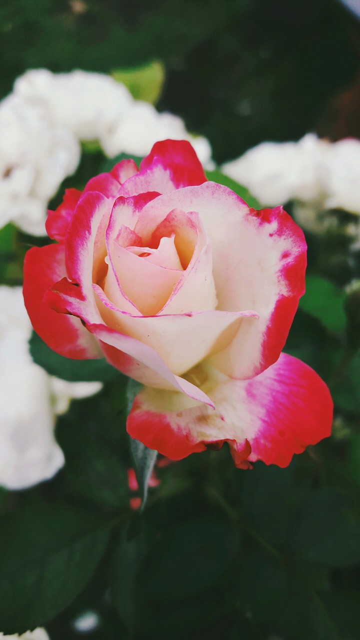 rose