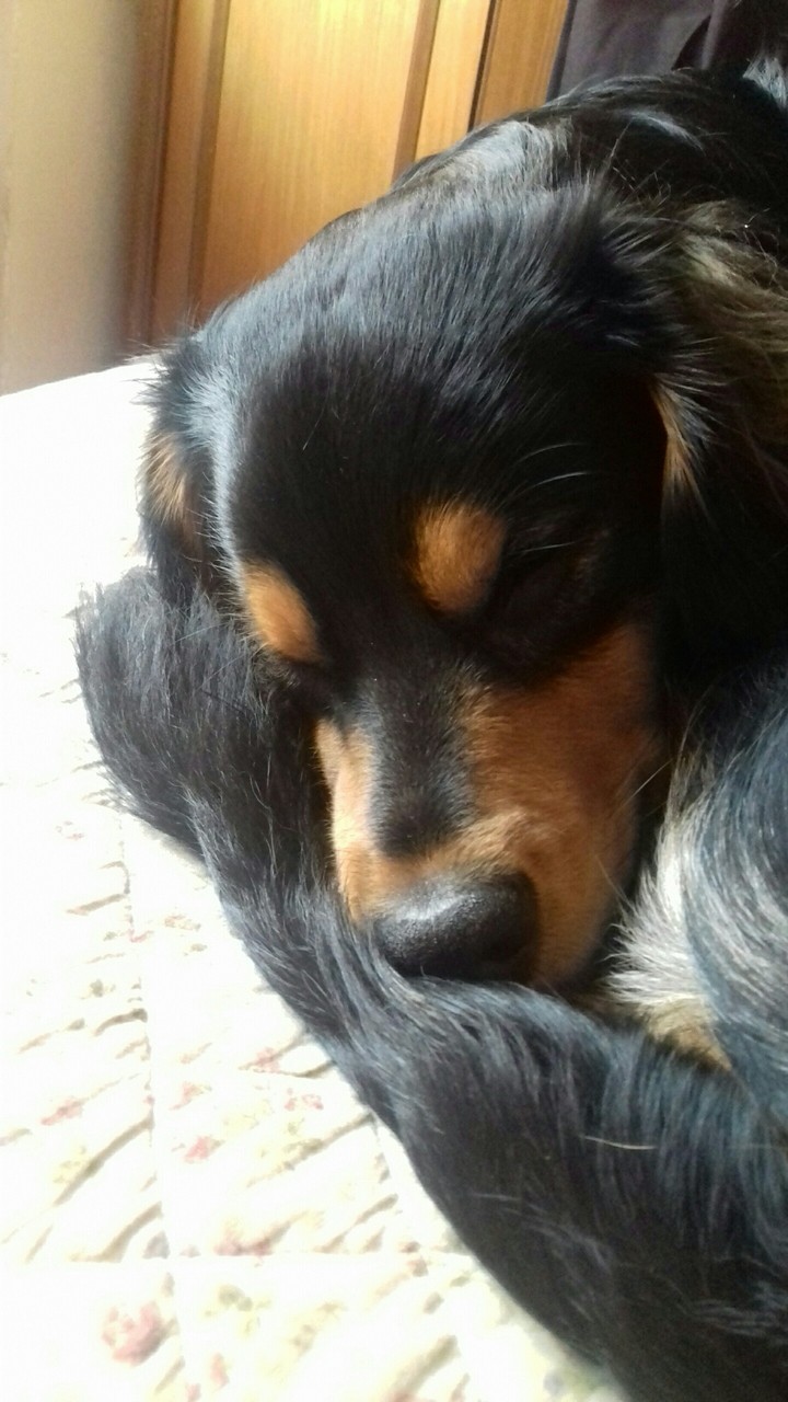 dog