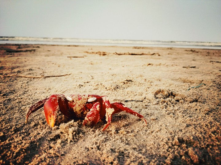 Red Crab