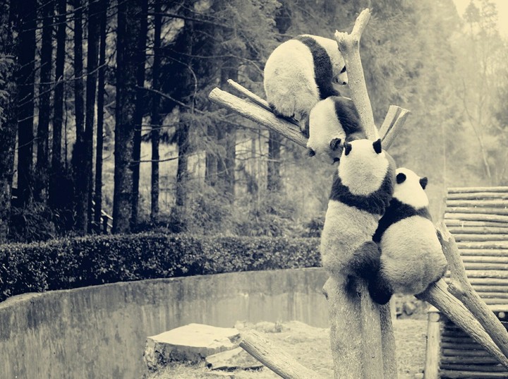 Panda