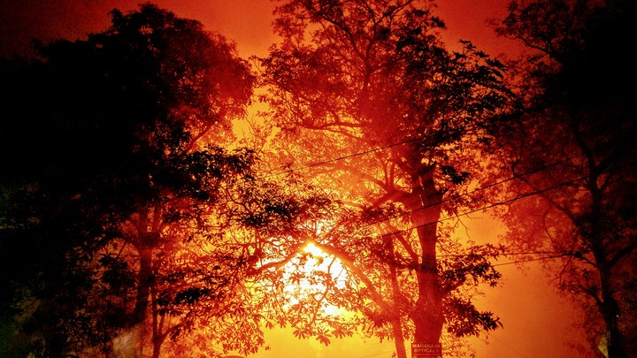 Through the trees
