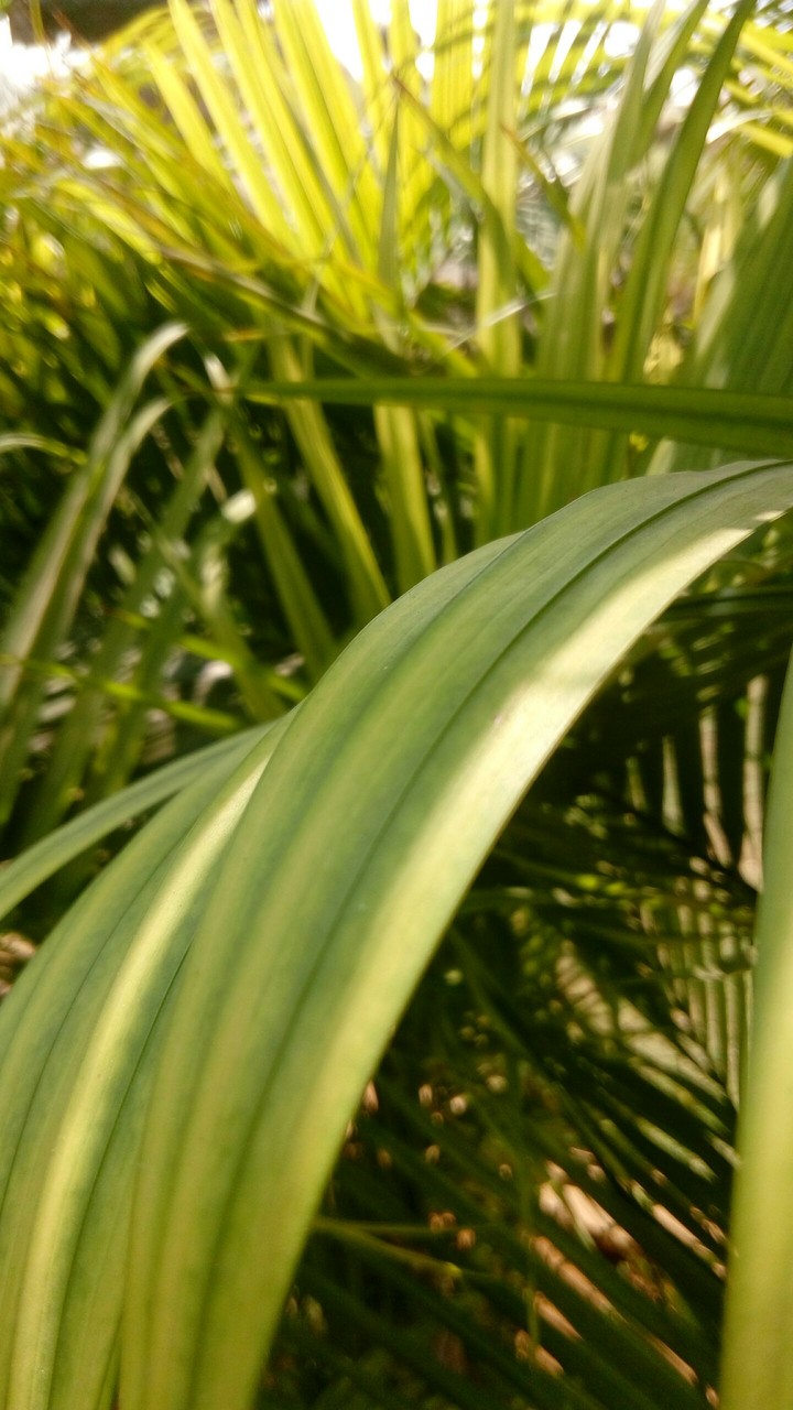 plant..