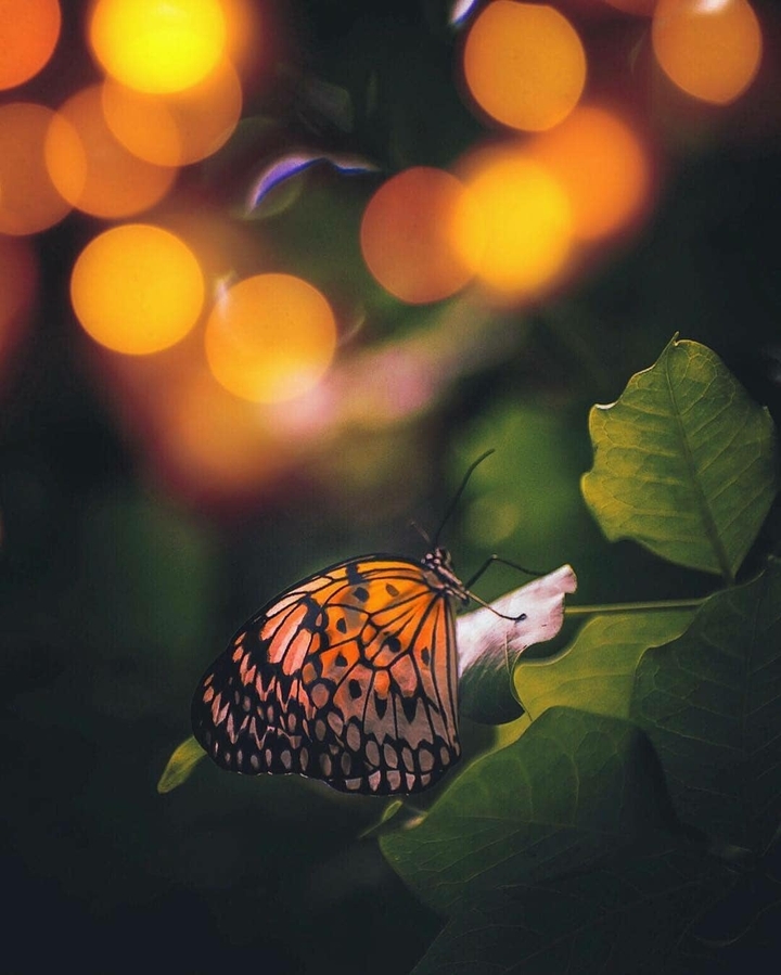 butterfly…