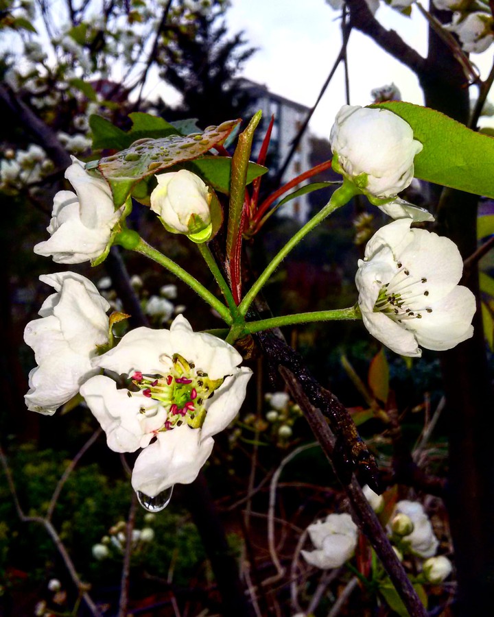 flowers