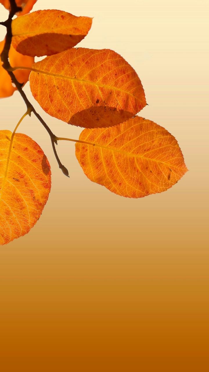 orange leaf