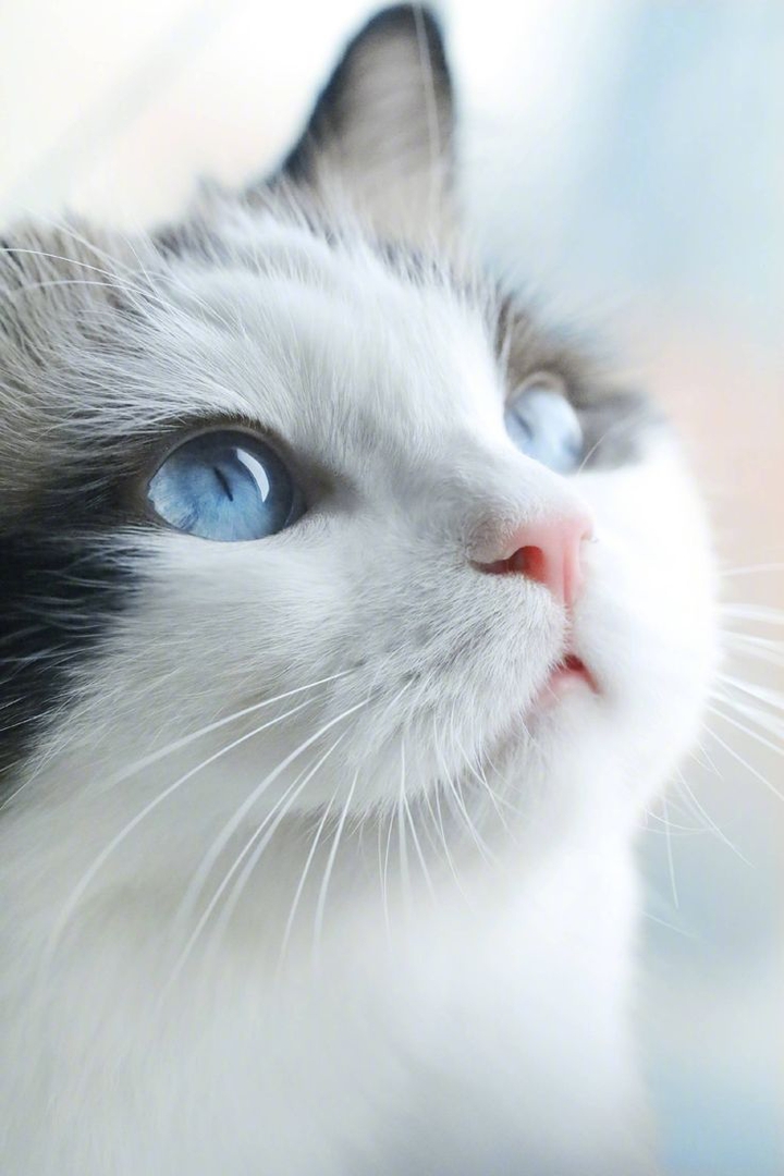 kitty