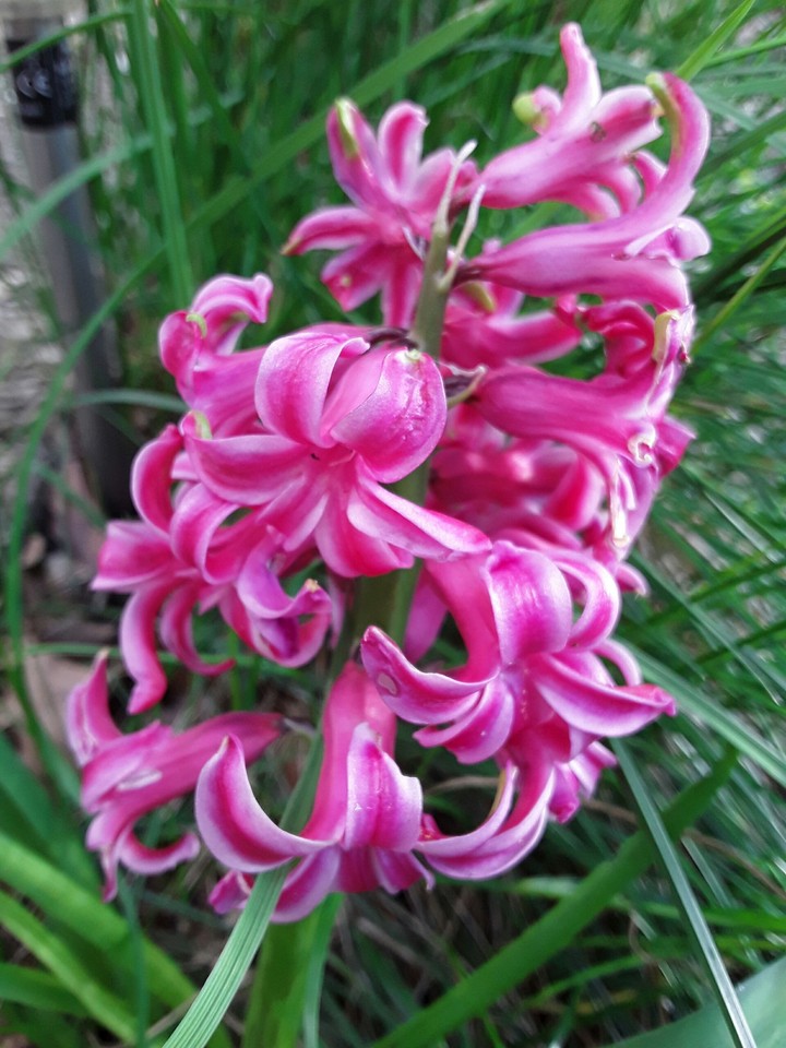 Pink flower
