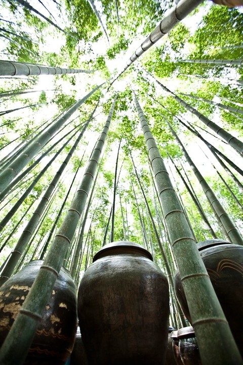 Bamboos