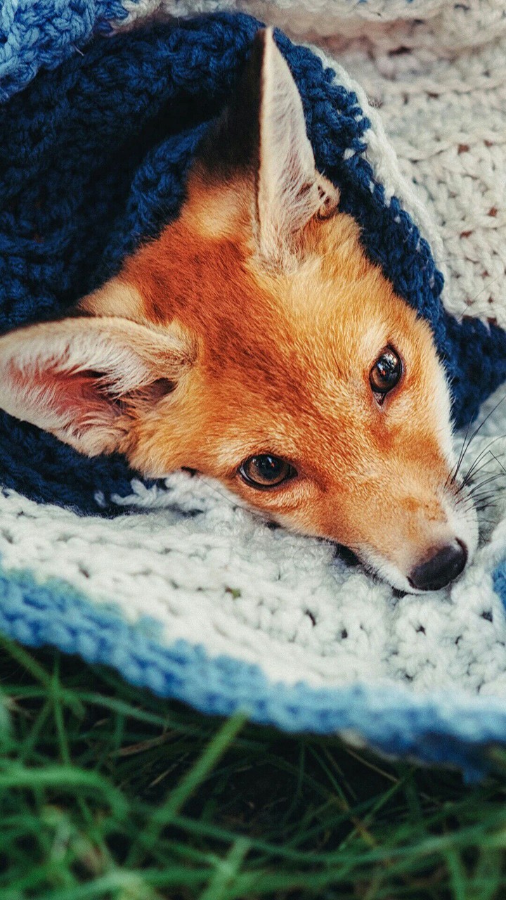 Cute Pup