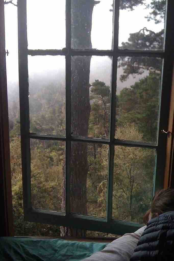 forest