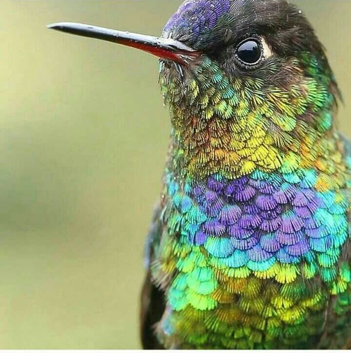 #wildlife