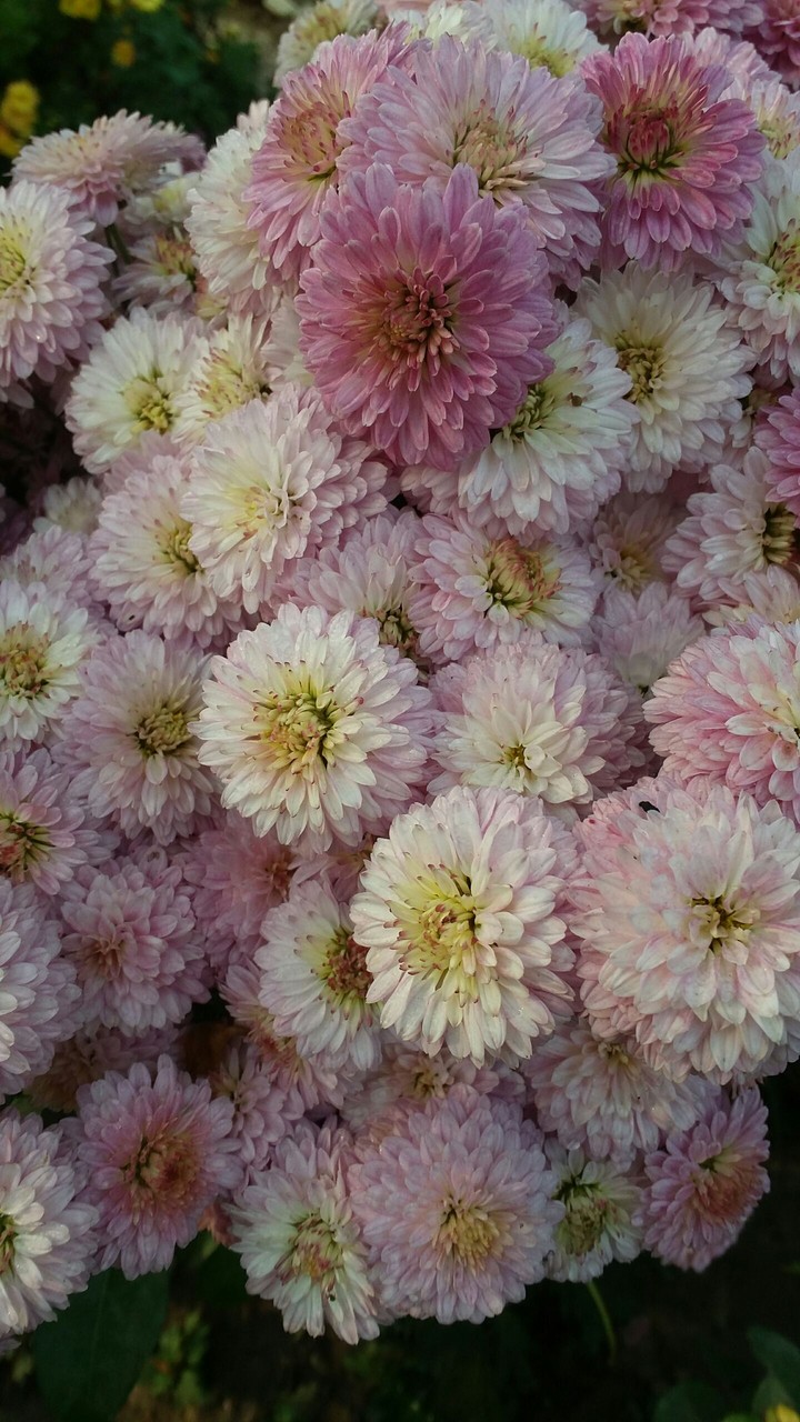 Wid dew drops.. Flowers shine
