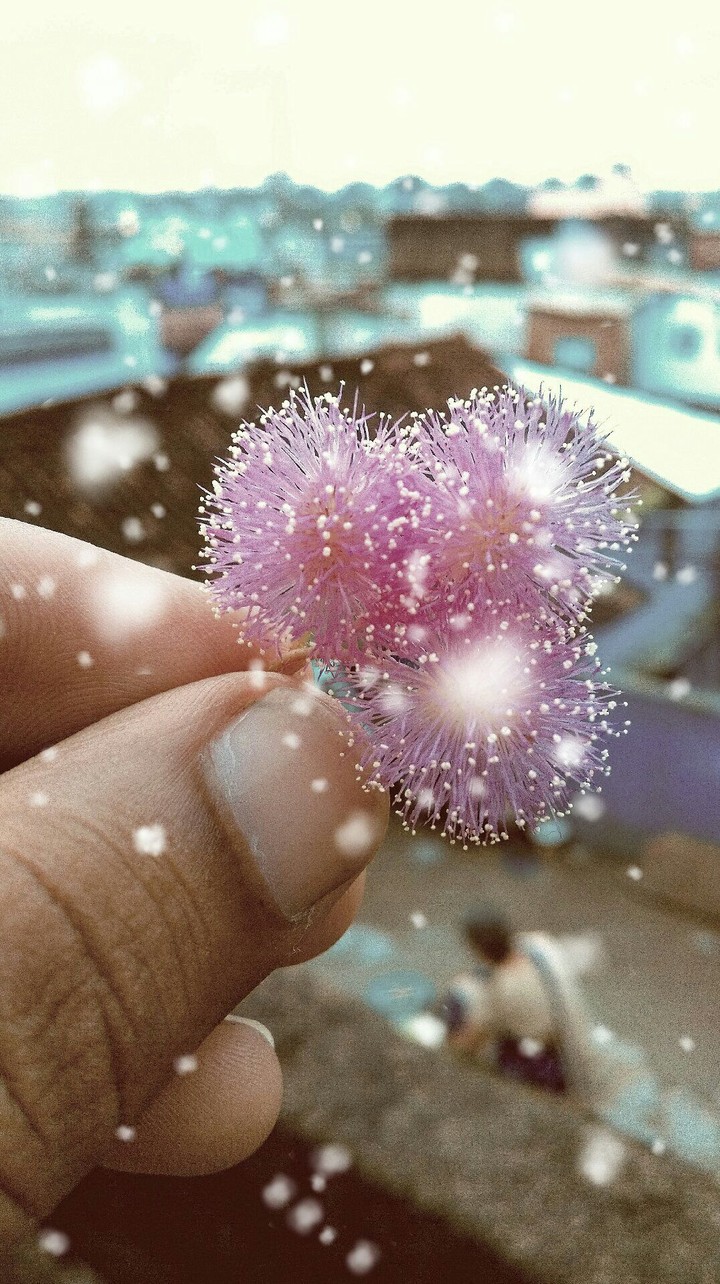 flower