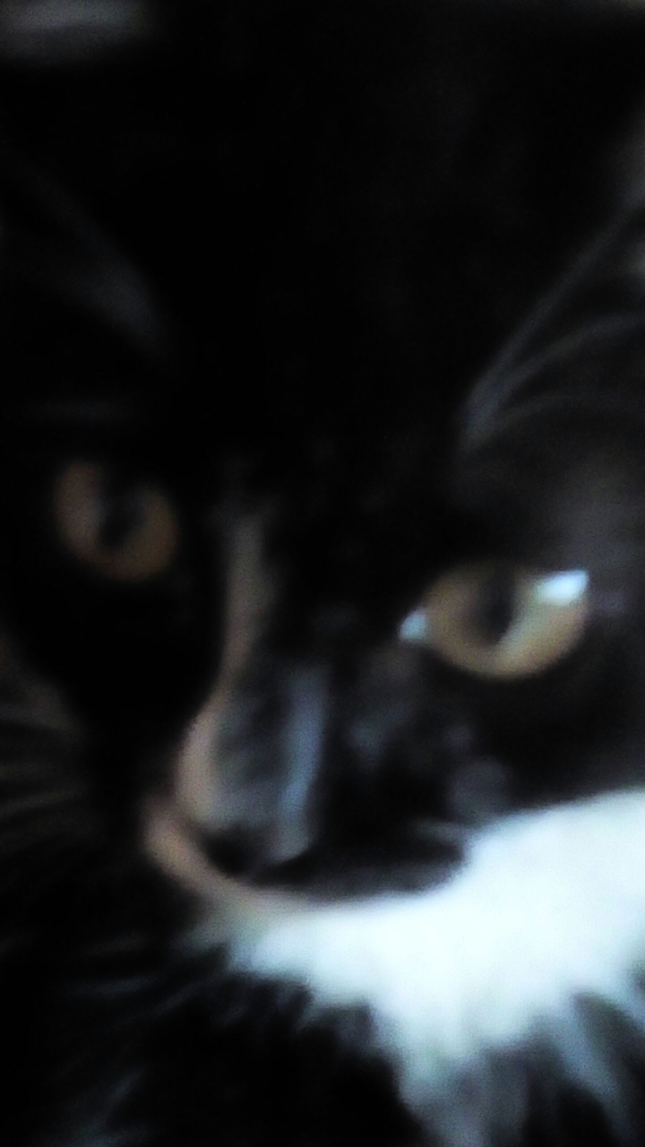 Foto Cat