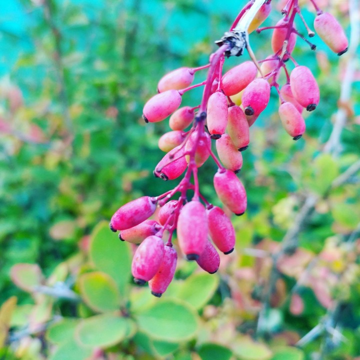 barberry