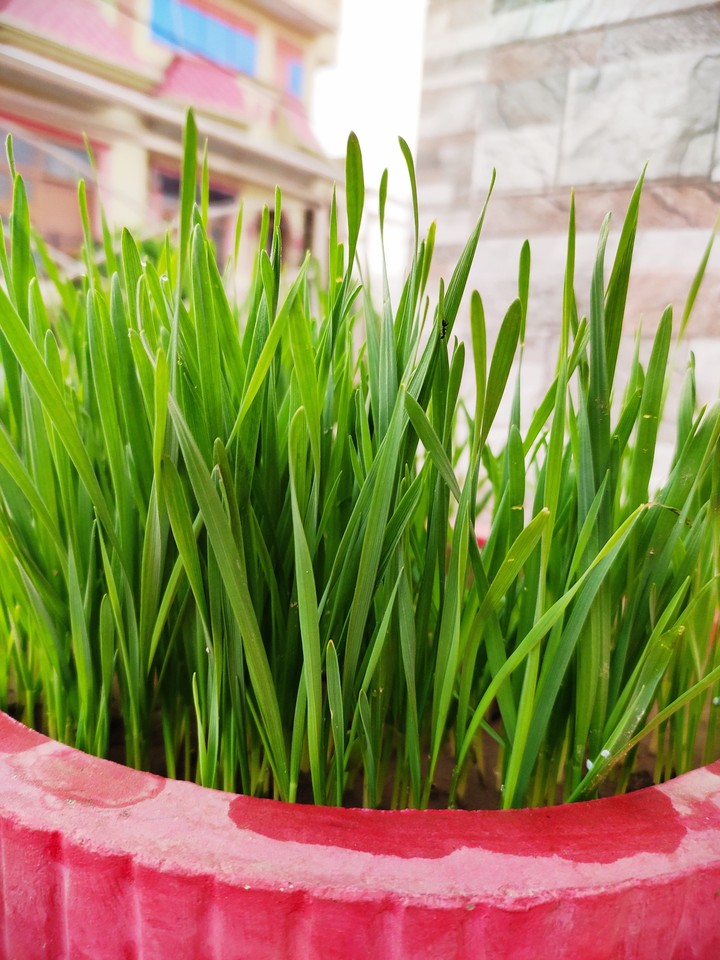 grass