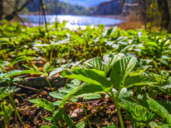 Grass