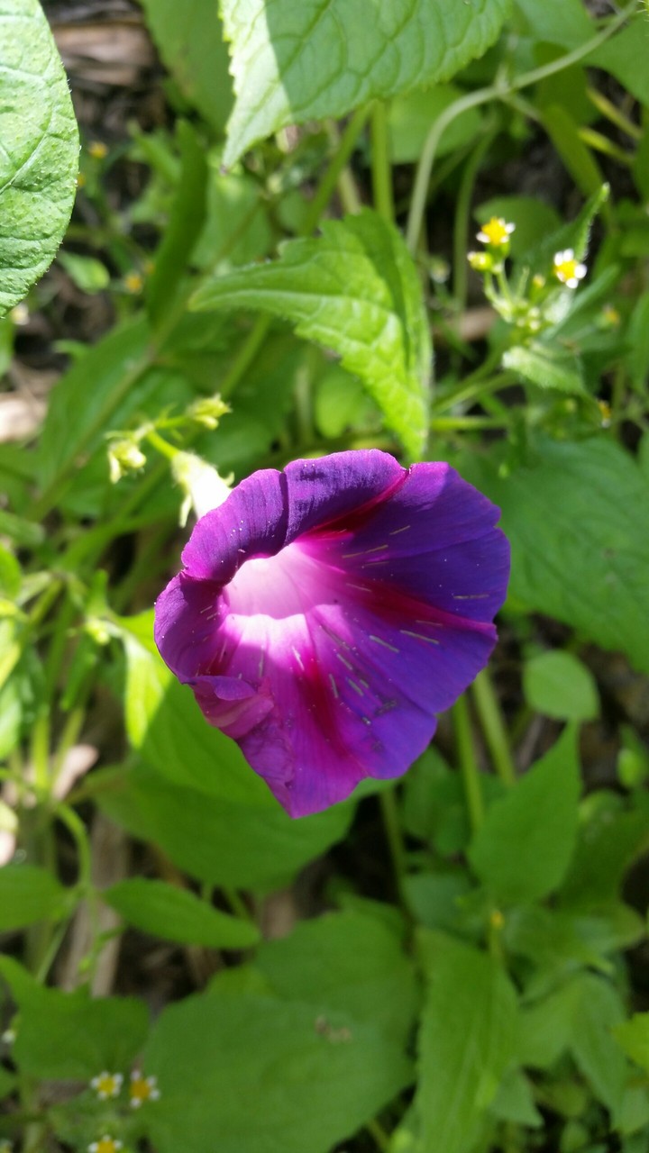 Flor