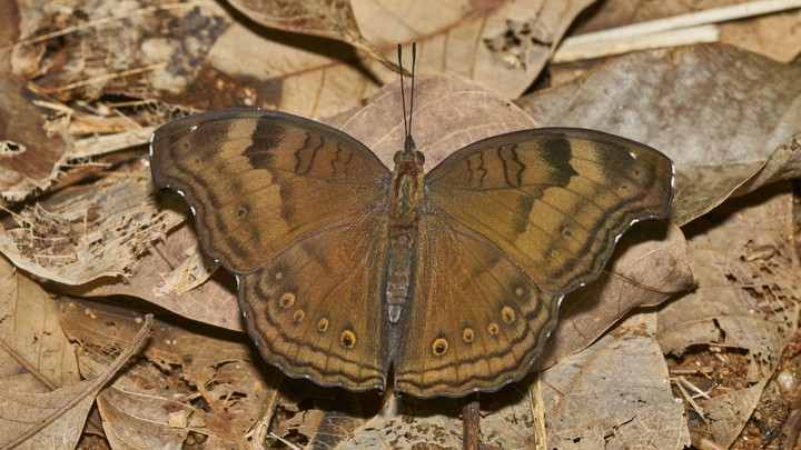 monarch