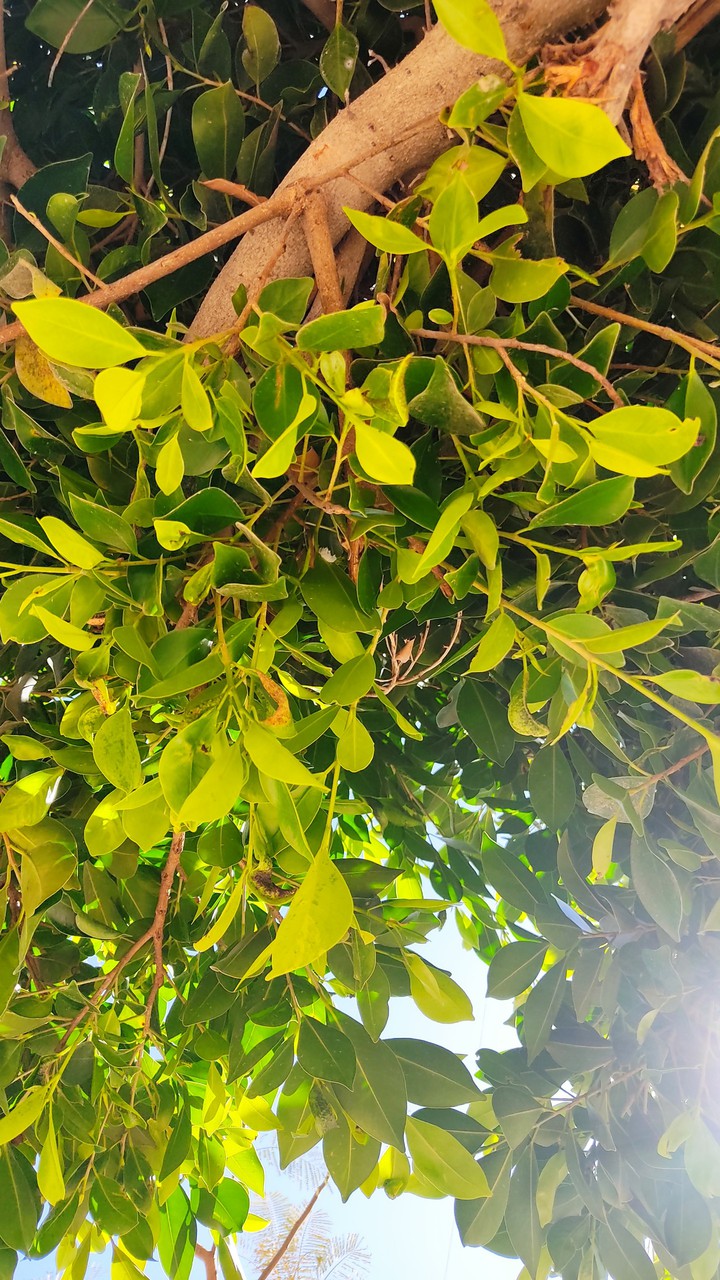 green#tree