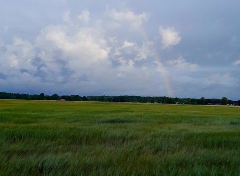 sfondi ecoregion, green