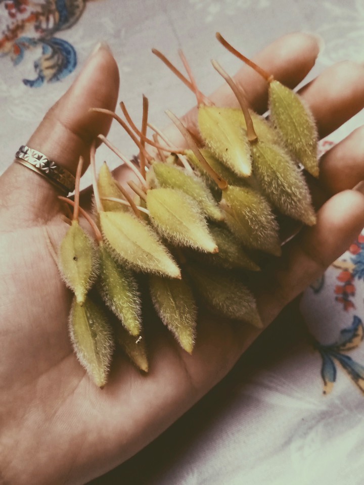 seeds