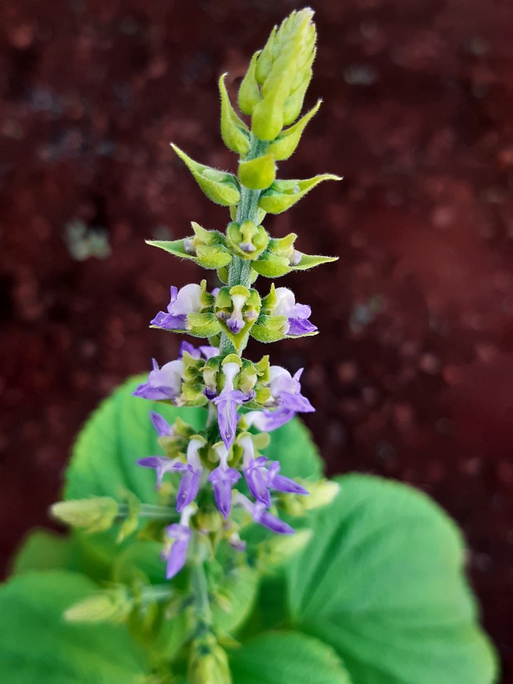 Coleus plant flower